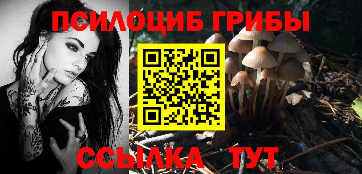 Краснокаменск  Псилоцибиновые грибы прущие грибы  Вход с VPN  Псилоцибиновые грибы Psilocybine cubensis 